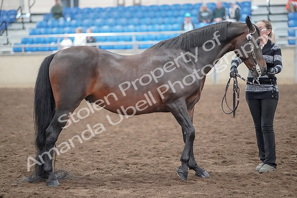 2019 Morgan Horse Show - Aug 31, 2019 - 03776