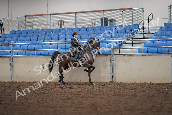 2019 Morgan Horse Show - Aug 30, 2019 - 28210