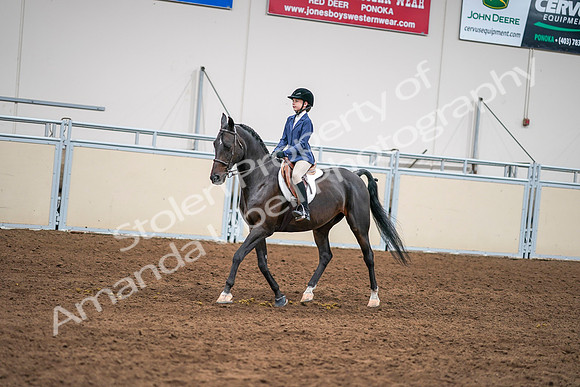 2020 - AB Morgan Horse - Sun, Sept 06 - 08179