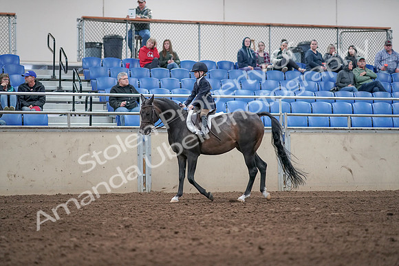 2019 Morgan Horse Show - Aug 31, 2019 - 19502