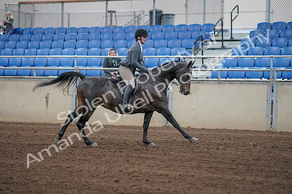 2019 Morgan Horse Show - Sept 01, 2019 - 11133