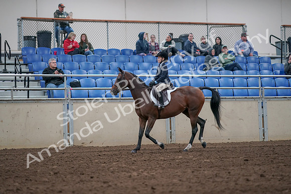 2019 Morgan Horse Show - Aug 31, 2019 - 19433