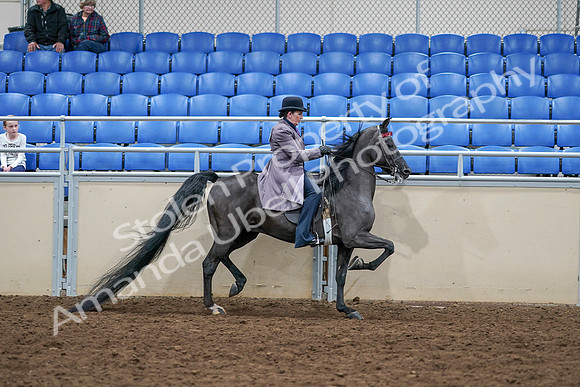 2020 - AB Morgan Horse - Sat, Sept 05 - 13847