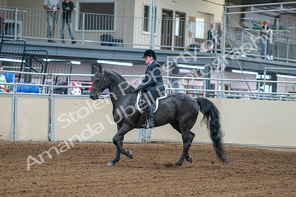 2020 - AB Morgan Horse - Fri, Sept 04 - 01521