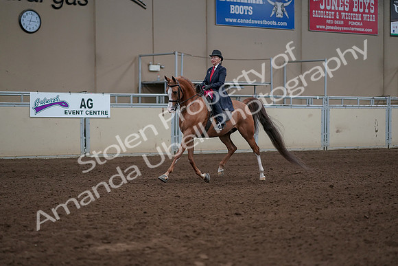 2019 Morgan Horse Show - Sept 01, 2019 - 12112
