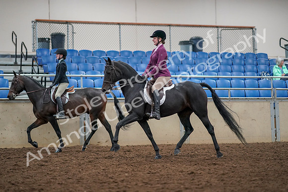 2019 Morgan Horse Show - Aug 30, 2019 - 23330