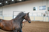 2020 - AB Morgan Horse - Fri, Sept 04 - 08577