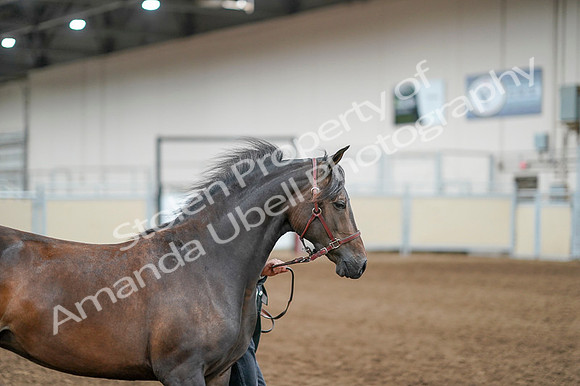 2020 - AB Morgan Horse - Fri, Sept 04 - 08577