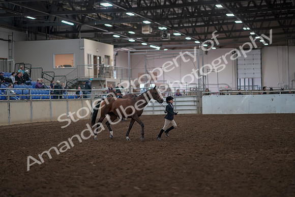 2019 Morgan Horse Show - Aug 31, 2019 - 01502