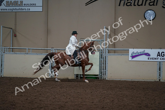 2019 Morgan Horse Show - Aug 31, 2019 - 17947
