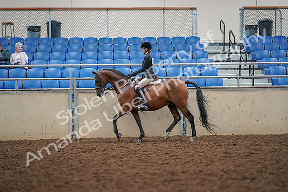 2019 Morgan Horse Show - Aug 30, 2019 - 23151