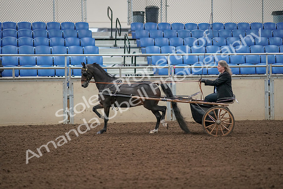 2019 Morgan Horse Show - Aug 31, 2019 - 04247