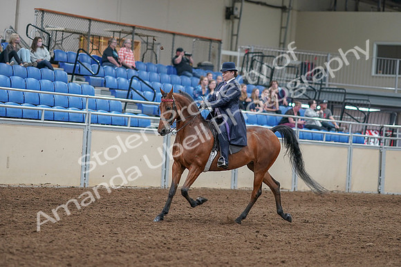 2020 - AB Morgan Horse - Fri, Sept 04 - 11208