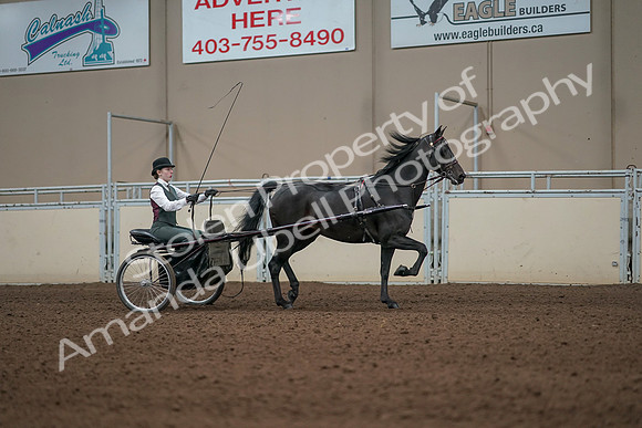 2019 Morgan Horse Show - Aug 31, 2019 - 04735