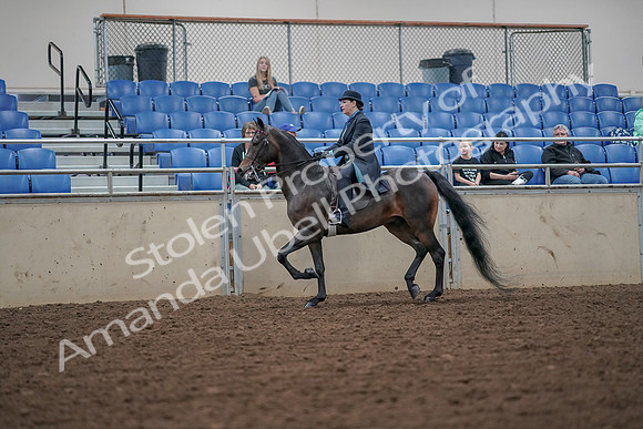 2019 Morgan Horse Show - Aug 30, 2019 - 15375