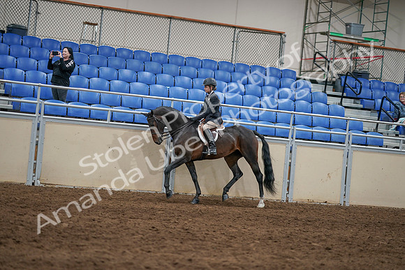 2020 - AB Morgan Horse - Sun, Sept 06 - 07861