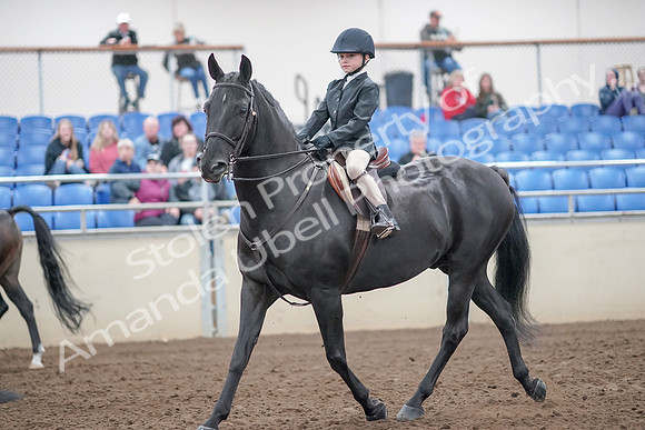 2019 Morgan Horse Show - Aug 31, 2019 - 19418