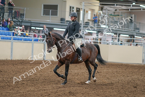 2020 - AB Morgan Horse - Sat, Sept 05 - 09300