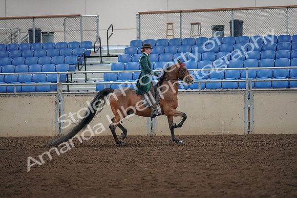 2019 Morgan Horse Show - Aug 30, 2019 - 28130