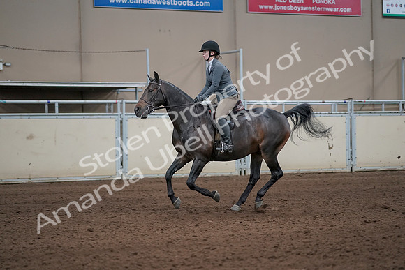 2019 Morgan Horse Show - Sept 01, 2019 - 10982