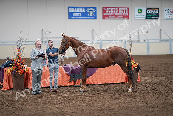 2020 - AB Morgan Horse - Sat, Sept 05 - 00278
