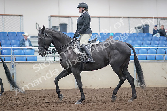 2019 Morgan Horse Show - Aug 31, 2019 - 14800