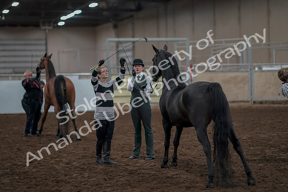 2019 Morgan Horse Show - Aug 31, 2019 - 03794