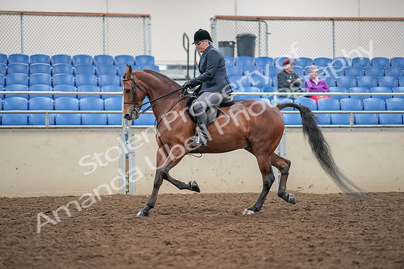 2019 Morgan Horse Show - Aug 30, 2019 - 20208