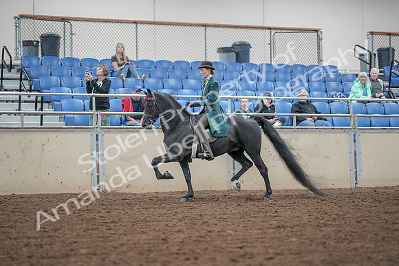 2019 Morgan Horse Show - Aug 30, 2019 - 15327