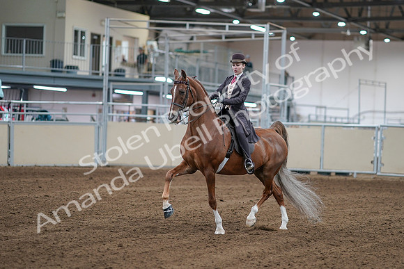 2020 - AB Morgan Horse - Sat, Sept 05 - 06150