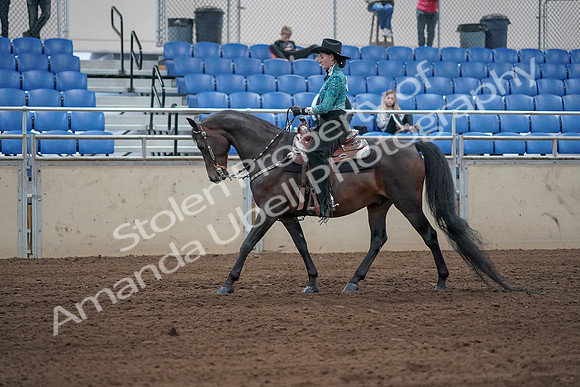 2019 Morgan Horse Show - Sept 01, 2019 - 06810