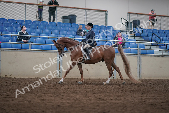 2019 Morgan Horse Show - Sept 01, 2019 - 08665