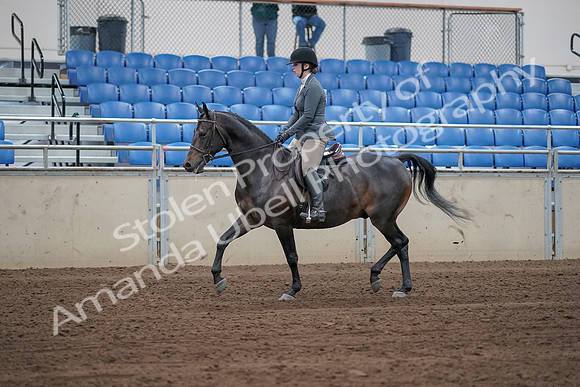 2019 Morgan Horse Show - Sept 01, 2019 - 10933