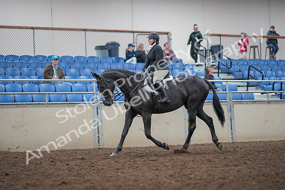 2019 Morgan Horse Show - Aug 31, 2019 - 14630