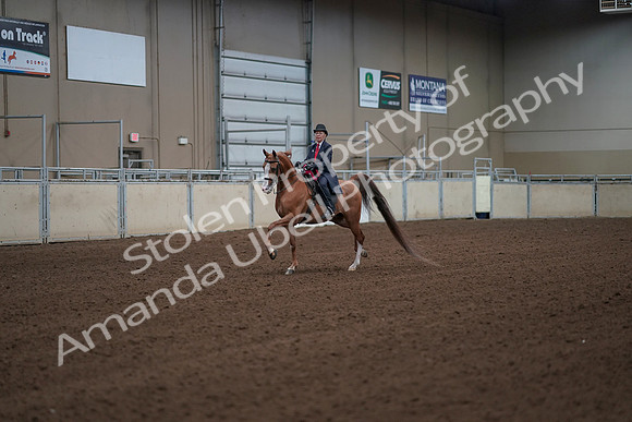 2019 Morgan Horse Show - Sept 01, 2019 - 12093