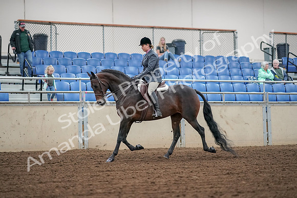 2019 Morgan Horse Show - Aug 30, 2019 - 13885