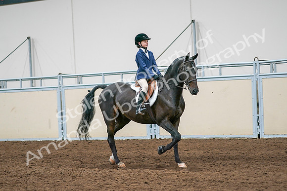 2020 - AB Morgan Horse - Sun, Sept 06 - 08115