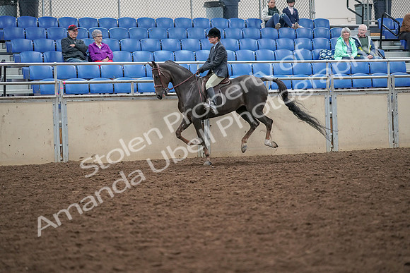 2019 Morgan Horse Show - Aug 30, 2019 - 20483