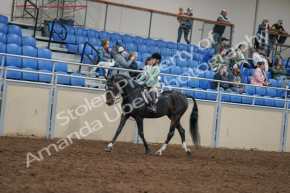 2020 - AB Morgan Horse - Sun, Sept 06 - 07797