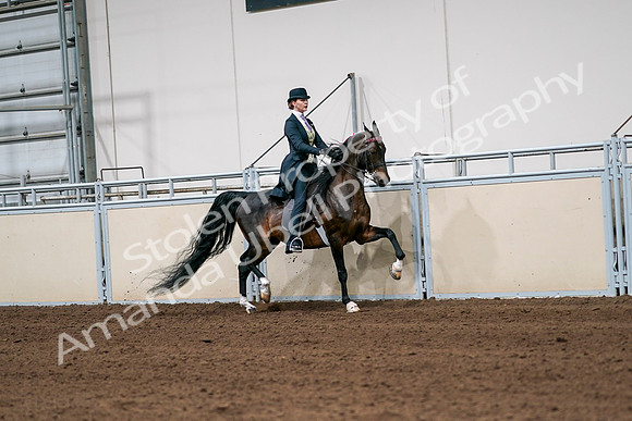 2020 - AB Morgan Horse - Sat, Sept 05 - 06387