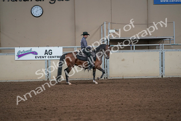 2019 Morgan Horse Show - Aug 31, 2019 - 06189