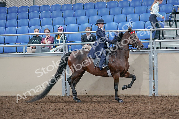 2020 - AB Morgan Horse - Sat, Sept 05 - 04886