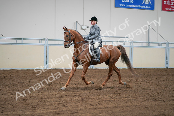 2020 - AB Morgan Horse - Sat, Sept 05 - 03283