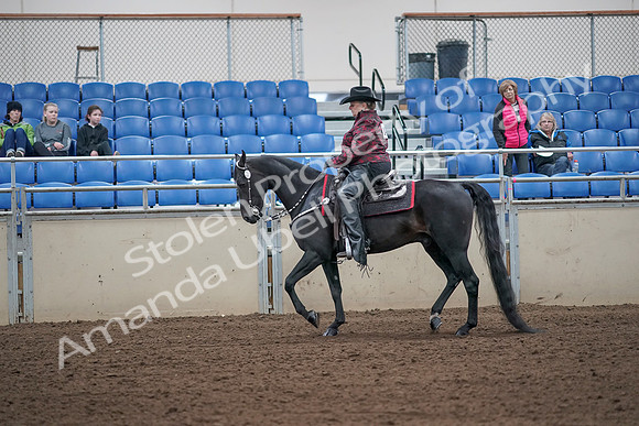 2019 Morgan Horse Show - Aug 31, 2019 - 10567