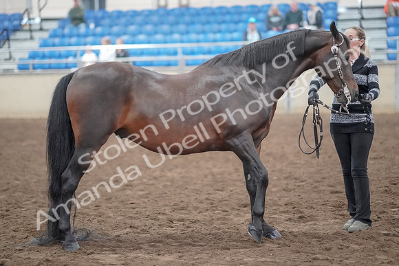 2019 Morgan Horse Show - Aug 31, 2019 - 03775