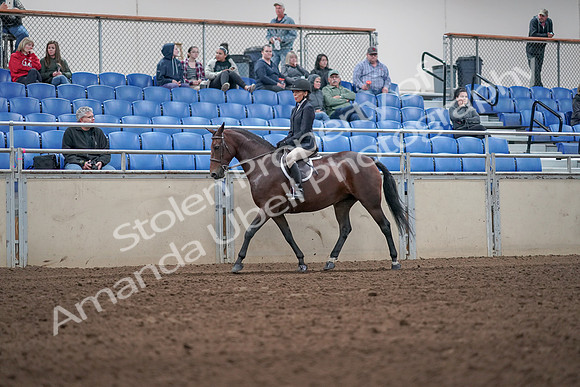 2019 Morgan Horse Show - Aug 31, 2019 - 19528