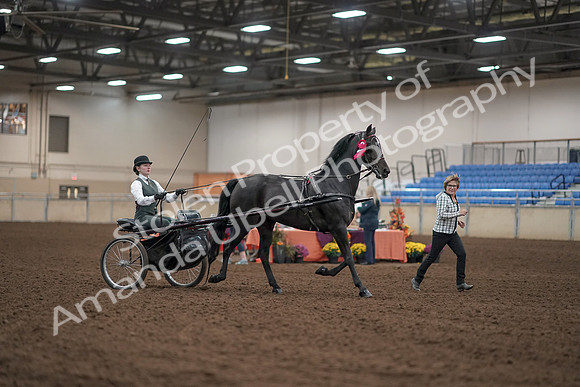 2019 Morgan Horse Show - Aug 31, 2019 - 04804