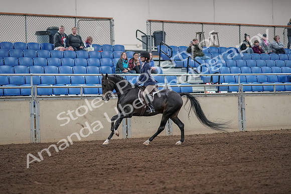 2019 Morgan Horse Show - Aug 31, 2019 - 05072
