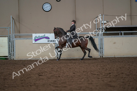 2019 Morgan Horse Show - Aug 30, 2019 - 27983