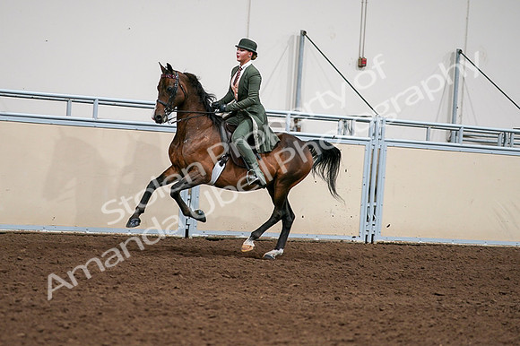 2020 - AB Morgan Horse - Fri, Sept 04 - 03335